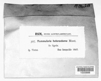 Camillea heterostoma image